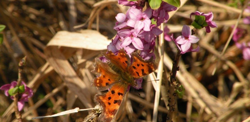 Schmetterling-auf-Blütenzweig