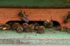 Bienenstock