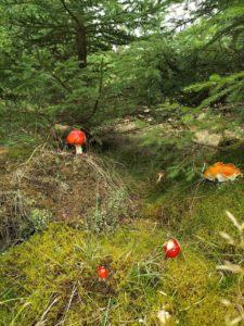 Herbst-2025-Pension-Born-Harz-Pilze
