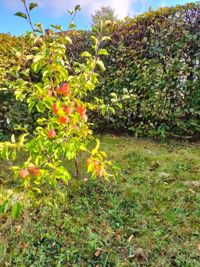 Herbst-2025-Pension-Born-Harz-Äpfel